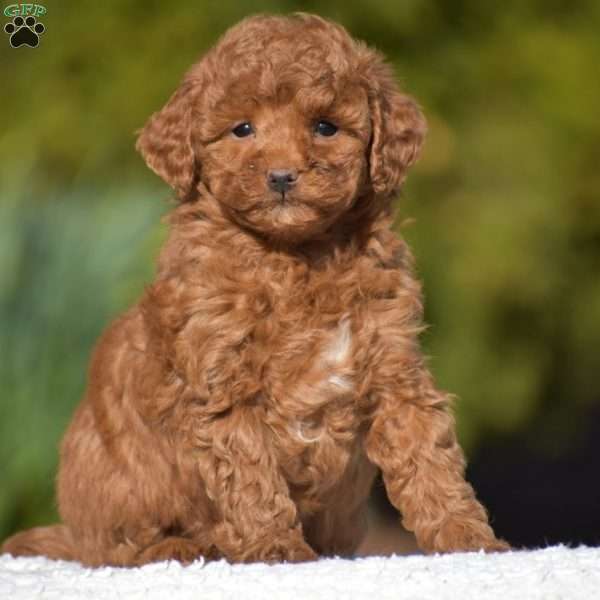 Kassie, Miniature Poodle Puppy